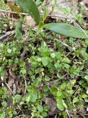Stellaria