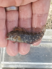 Chasmodes bosquianus