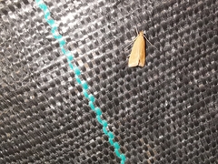 Helcystogramma rufescens