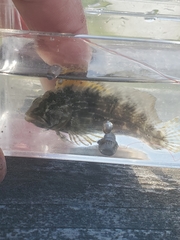 Chasmodes bosquianus