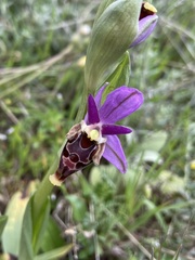 Ophrys heldreichii