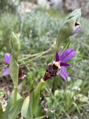 Ophrys heldreichii