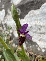 Ophrys heldreichii