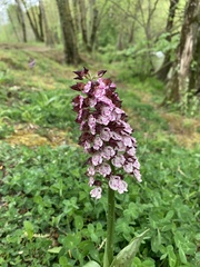 Orchis purpurea