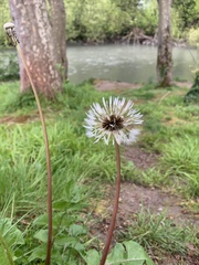 Taraxacum officinale