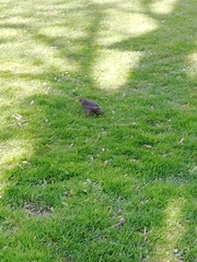 Turdus merula aterrimus