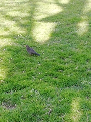 Turdus merula aterrimus