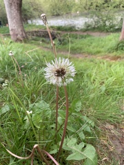 Taraxacum officinale