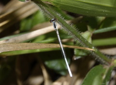 Agriocnemis argentea