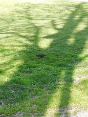 Turdus merula aterrimus