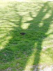 Turdus merula aterrimus