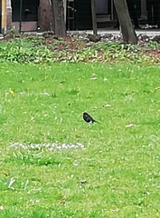 Turdus merula azorensis