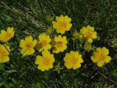 Potentilla aurea