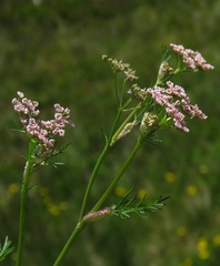 Mutellina purpurea