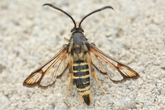 Bembecia ichneumoniformis