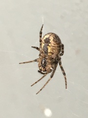 Araneidae