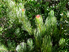 Protea aristata