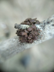 Tuckermanopsis sepincola