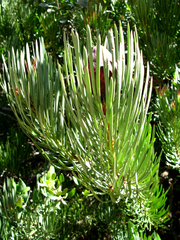 Protea aristata