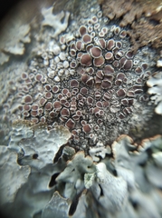 Lecanora argentata