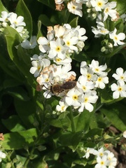 Andrena