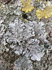 Parmelina carporrhizans