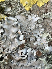 Parmelina carporrhizans