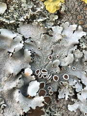 Parmelina carporrhizans
