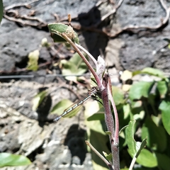 Austrolestes annulosus