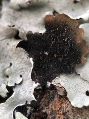 Parmelina carporrhizans