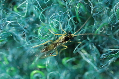 Orthocentrinae