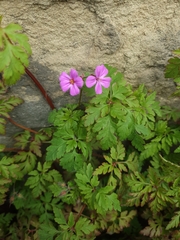 Geranium robertianum