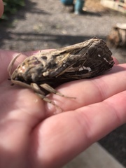 Abantiades argentata