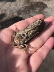 Abantiades argentata