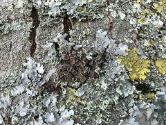 Parmelina carporrhizans