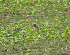 Alauda arvensis japonica