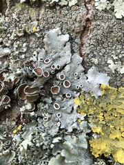 Parmelina carporrhizans