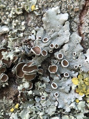 Parmelina carporrhizans