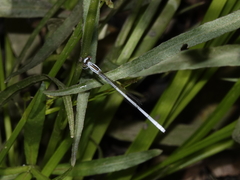 Agriocnemis argentea