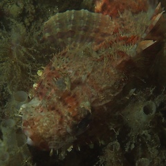 Scorpaena guttata