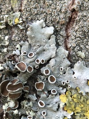 Parmelina carporrhizans