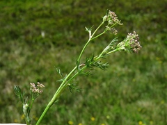 Mutellina purpurea