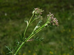 Mutellina purpurea