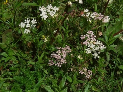 Mutellina purpurea