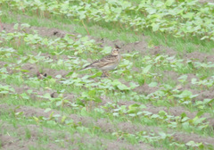 Alauda arvensis japonica