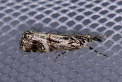 Hednota longipalpella