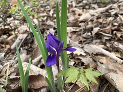 Iris verna smalliana