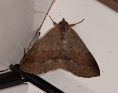 Ophyx ochroptera
