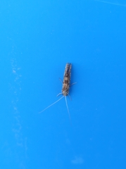 Lepidoptera