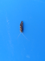 Lepidoptera